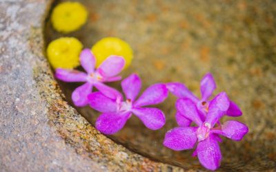 Hvad er orkidejord og hvorfor skal man købe det?